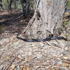 Pseudechis porphyriacus (Red-bellied Black Snake) at Yass River, NSW - 31 Mar 2018 by SenexRugosus