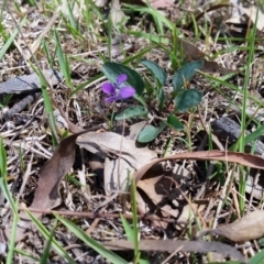 Viola betonicifolia (Mountain Violet) at Yass River, NSW - 30 Oct 2018 by SenexRugosus