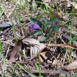 Viola betonicifolia at Yass River, NSW - 31 Oct 2018 10:19 AM