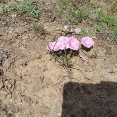 Convolvulus angustissimus subsp. angustissimus (Australian Bindweed) at Rugosa - 2 Jan 2019 by SenexRugosus