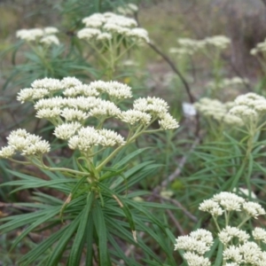 Cassinia longifolia at Yass River, NSW - 3 Dec 2017