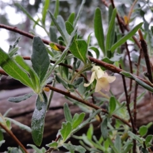 Billardiera scandens at Yass River, NSW - 29 Nov 2017 05:04 AM