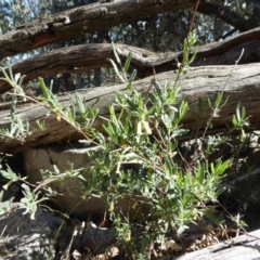 Billardiera scandens at Yass River, NSW - 29 Nov 2017