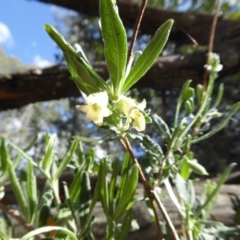 Billardiera scandens at Yass River, NSW - 29 Nov 2017 05:04 AM