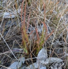 Juncus sp. at Mulligans Flat - 31 Jul 2019 by MattM