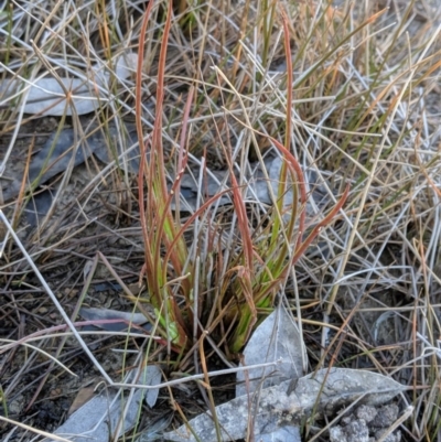 Juncus sp. at Mulligans Flat - 31 Jul 2019 by MattM