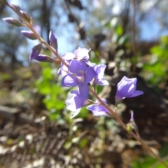 Veronica perfoliata (Digger's Speedwell) at Yass River, NSW - 28 Nov 2017 by SenexRugosus