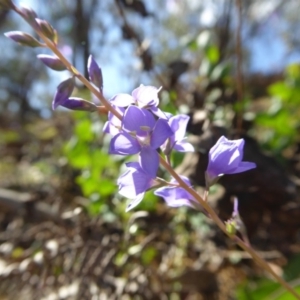 Veronica perfoliata at Yass River, NSW - 29 Nov 2017