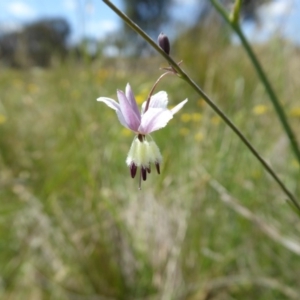 Arthropodium milleflorum at Yass River, NSW - 21 Nov 2017 11:42 PM