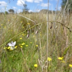 Arthropodium milleflorum at Yass River, NSW - 21 Nov 2017 11:42 PM