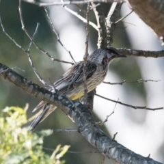 Anthochaera carunculata (Red Wattlebird) at Penrose, NSW - 11 Nov 2018 by NigeHartley