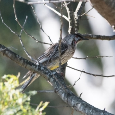 Anthochaera carunculata (Red Wattlebird) at Penrose, NSW - 11 Nov 2018 by NigeHartley