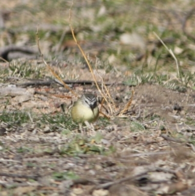 Acanthiza chrysorrhoa (Yellow-rumped Thornbill) at Deakin, ACT - 31 Jul 2019 by LisaH