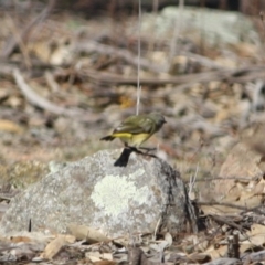 Acanthiza chrysorrhoa at Deakin, ACT - 31 Jul 2019 02:55 PM