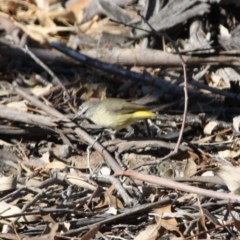 Acanthiza chrysorrhoa at Deakin, ACT - 31 Jul 2019 02:55 PM