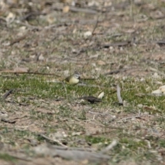 Acanthiza chrysorrhoa at Deakin, ACT - 31 Jul 2019 02:55 PM