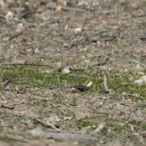 Acanthiza chrysorrhoa at Deakin, ACT - 31 Jul 2019 02:55 PM