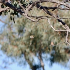 Acanthiza chrysorrhoa at Deakin, ACT - 31 Jul 2019 02:55 PM