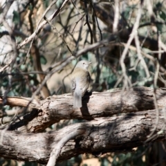 Colluricincla harmonica (Grey Shrikethrush) at Deakin, ACT - 31 Jul 2019 by LisaH