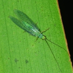 Mallada tripunctatus (Three-spot green lacewing) at Acton, ACT - 25 Jul 2019 by Harrisi