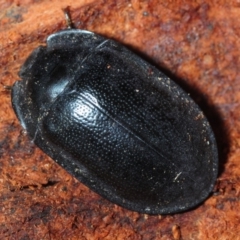 Pterohelaeus striatopunctatus (Darkling beetle) at Woodstock Nature Reserve - 29 Jul 2019 by Harrisi
