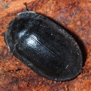 Pterohelaeus striatopunctatus at Dunlop, ACT - 29 Jul 2019