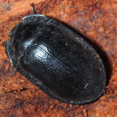 Pterohelaeus striatopunctatus (Darkling beetle) at Dunlop, ACT - 29 Jul 2019 by Harrisi