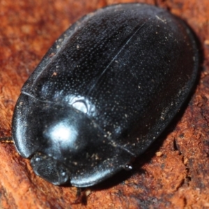 Pterohelaeus striatopunctatus at Dunlop, ACT - 29 Jul 2019