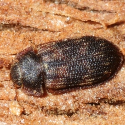 Neaspis variegata (Trogossitid beetle) at Woodstock Nature Reserve - 29 Jul 2019 by Harrisi