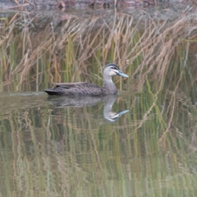 Anas superciliosa (Pacific Black Duck) at Penrose - 8 Oct 2018 by NigeHartley