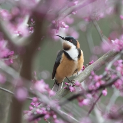 Acanthorhynchus tenuirostris (Eastern Spinebill) at Penrose - 8 Oct 2018 by NigeHartley