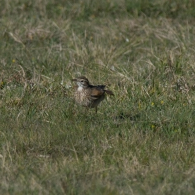 Anthus australis (Australian Pipit) at Penrose - 23 Sep 2013 by NigeHartley