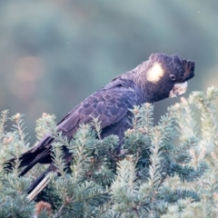 Zanda funerea (Yellow-tailed Black-Cockatoo) at Penrose - 24 Apr 2019 by NigeHartley