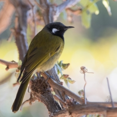 Nesoptilotis leucotis (White-eared Honeyeater) at Penrose - 30 Sep 2018 by NigeHartley