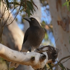 Strepera versicolor (Grey Currawong) at Penrose, NSW - 30 Jun 2018 by NigeHartley