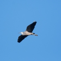 Egretta novaehollandiae (White-faced Heron) at Penrose, NSW - 28 Apr 2019 by NigeHartley