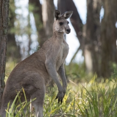 Macropus giganteus (Eastern Grey Kangaroo) at Penrose, NSW - 30 Nov 2018 by NigeHartley