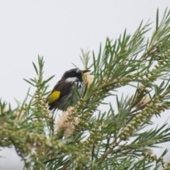 Phylidonyris niger (White-cheeked Honeyeater) at Penrose, NSW - 16 Dec 2016 by NigeHartley