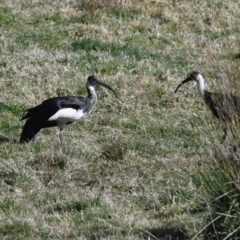 Threskiornis spinicollis (Straw-necked Ibis) at Bundanoon, NSW - 1 Jul 2018 by NigeHartley