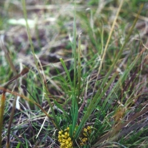 Lomandra bracteata at Conder, ACT - 27 Sep 2000