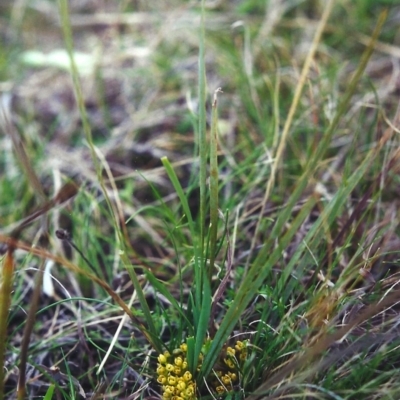 Lomandra bracteata (Small Matrush) at Conder, ACT - 26 Sep 2000 by michaelb