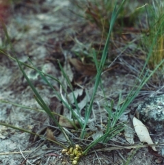 Lomandra bracteata (Small Matrush) at Tuggeranong Hill - 28 Nov 2001 by michaelb