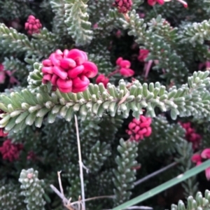 Grevillea lanigera at Casey, ACT - 31 Jul 2019 05:08 PM