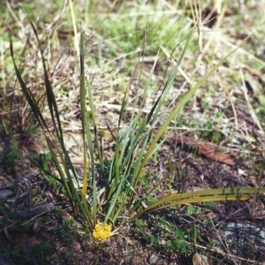 Lomandra bracteata at Conder, ACT - 23 Sep 2001