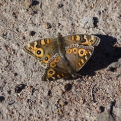 Junonia villida (Meadow Argus) at Wanniassa, ACT - 31 Jul 2019 by Mike