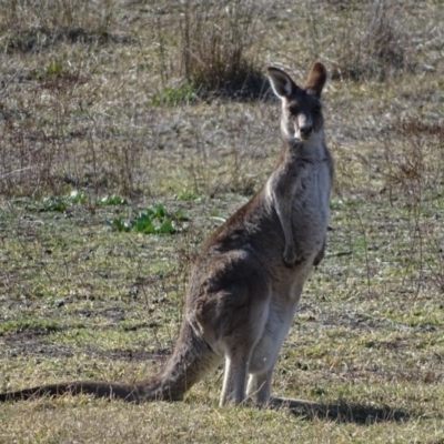 Macropus giganteus (Eastern Grey Kangaroo) at Wanniassa, ACT - 31 Jul 2019 by Mike
