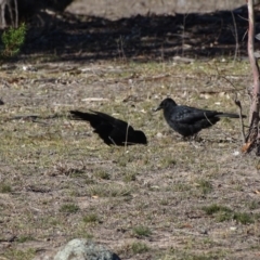 Corcorax melanorhamphos (White-winged Chough) at Farrer Ridge - 31 Jul 2019 by Mike