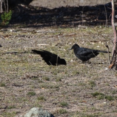 Corcorax melanorhamphos (White-winged Chough) at Farrer Ridge - 31 Jul 2019 by Mike