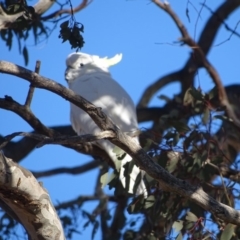 Cacatua galerita (Sulphur-crested Cockatoo) at Fadden, ACT - 31 Jul 2019 by Mike