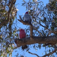 Eolophus roseicapilla at Fadden, ACT - 31 Jul 2019 02:55 PM